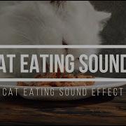 Cat Eating Sound Effect