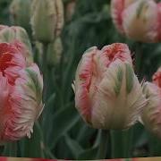 Жизнь Прекрасна Песня