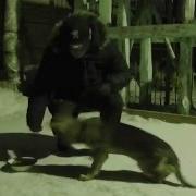 Кормил Щенка