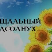 Vocaloid Rus Cover Sekibetsu No Himawari Mistynight Deshi