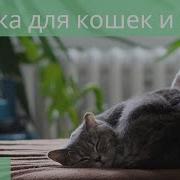 Музыка Для Кошек И Котов Успокойте Ваших Кошек Музыкой Беспокойством Помогите Котам Спать