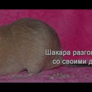 Дэгу Звук