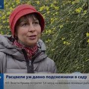 Расцвели Подснежники