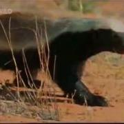 Honey Badger Id