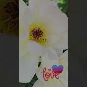 Не Ждала Не Думала Что Могу Простить