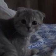 Кот Фунтик Испугался