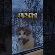 Ласковая Кошечка