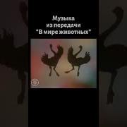 Клип В Мире Животных