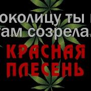 За Околицу Ты Гля Там Созрела Красная Плесень