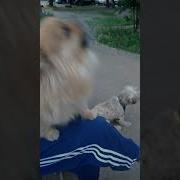 Джентельмены Нюша