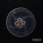 Модель Поведения Искры В Лицо