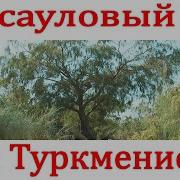 Саксауловый