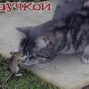 Приколы Про Котов С Озвучкой На Русском