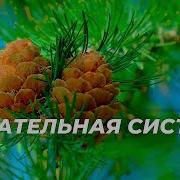 Сытин Дыхательная Система