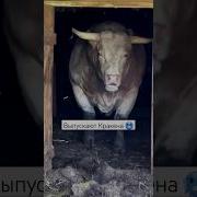 Сборник Красный Бык