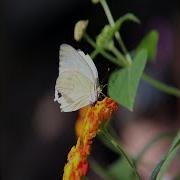 Салават Саф Хислэр