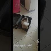 Mesum Anjing