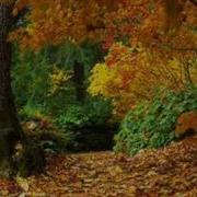 Richard Clayderman Autumn Leaves Ричард Клайдерман Осенние Листья