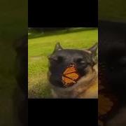 Dog With Butterfly On Nose 1 Hour