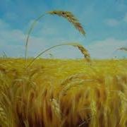 Владимир Дубовицкий Гитара