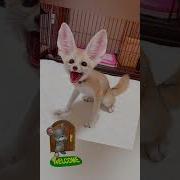 У Тебя Такие Уши