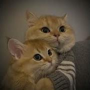 Meow Speed Up