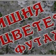 Белым Цветом Украшена Вишня Скачать