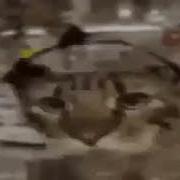Кот В Наушниках Из Тик Тока