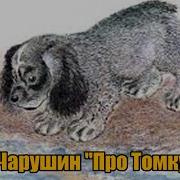 Чарушин Про Томку