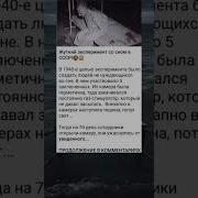 Страшно Интересно Российский Опыт Со Сном