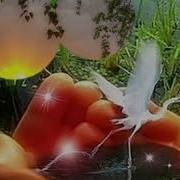 Умывает Красно Солнышко Руки Теплые В Росе
