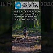Двигаться Зайчик