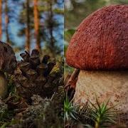 Лисички Боровички