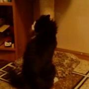 Кот Пляшет Брейк Данс