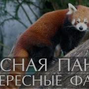 Красная Панда Животное
