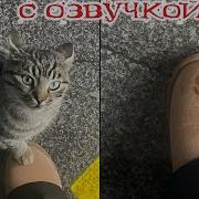 Прикольное Видио С Животными