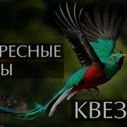 Квезаль