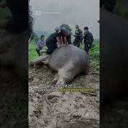Удивительное Спасение