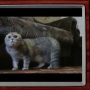 Коты Разговаривают Другом