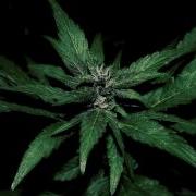 Grey Killer Magic Weed