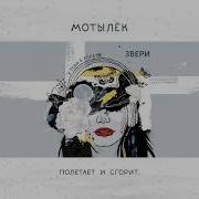 Мотылёк Звери