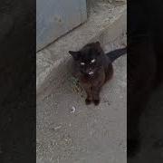 Бездомный Кот