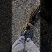 Милый Котик