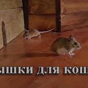 Шуршат Они Шуршат