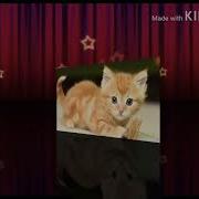 Песня Про Рыжего Кота
