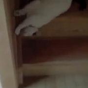 Кот Спускается С Лестницы