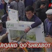 Qo Shrabot Uloq Kopkari