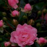 André Rieu Les Parapluies De Cherbourg I Will Wait For You