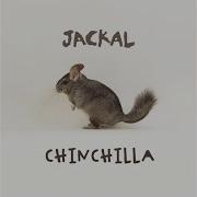 Jackal Chinchilla