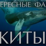 Клип О Китах